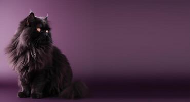 zwart Perzisch kat portret Purper achtergrond. met kopiëren ruimte. generatief ai foto