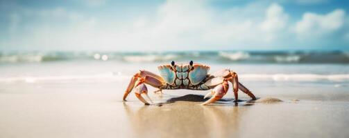 krab zee marinier Aan tropisch zee en zanderig strand blauw lucht achtergrond. generatief ai foto