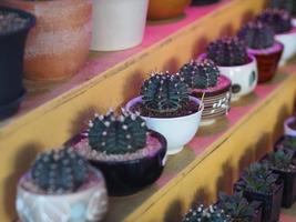 cactusboom groene stam heeft scherpe punten rondom bloeiend met bloeiende roze bloem in terracotta pot foto