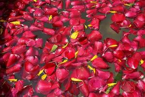 structuur van rood roos bloemblaadjes drijvend in water foto