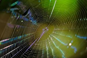 spinneweb Aan groen foto