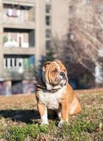 schattig bulldog in de park foto