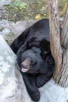 groot zwart beer foto
