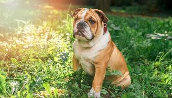 Engels bulldog pup in de gras foto