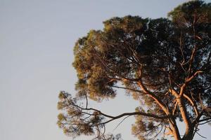 de top van berg pijnboom verlichte door de stralen van de instelling zon tegen de blauw lucht in vroeg de lente. foto