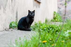 mooi zwart kat met groen ogen foto
