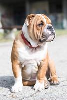 Engels bulldog poseren foto