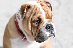 Engels bulldog pup portret foto