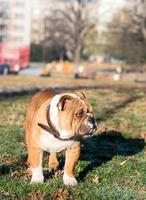 Engels bulldog pup foto