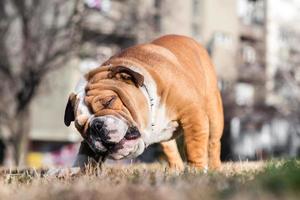 Engels bulldog spelen in de park foto