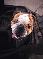 Engels bulldog hoofd foto