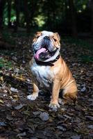schattig Engels bulldog foto