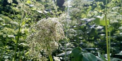 giftig planten. bloemen bloeiend. natuur afbeelding. foto