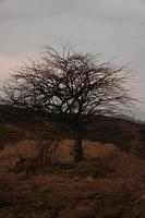 oud boom in de midden- van de woestijn foto