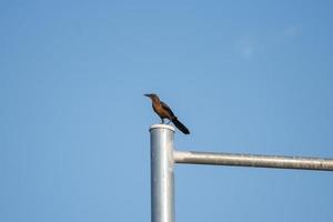 wild vogel staand Aan een pool foto