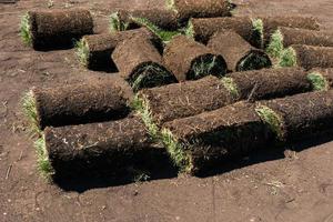 broodjes van gazon gras Aan zonnig dag - land huis en landschap ontwerp foto