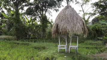 rieten dak onderdak en twee stoelen in de midden- van de rijst- velden, natuur achtergrond. foto