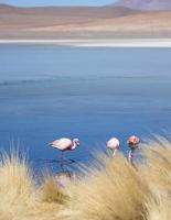 flamingo's in laguna bolivia foto