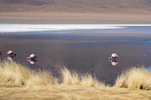 flamingo's in laguna bolivia foto
