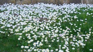 veld- vol van wild madeliefjes in lente foto