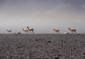 vicuna dieren in het wild op de andes foto