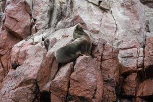 zeeleeuw op de kliffen van het Ballestas-eiland foto
