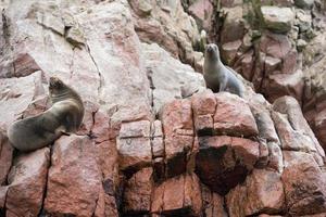 zeeleeuwen op de kliffen van het Ballestas-eiland foto