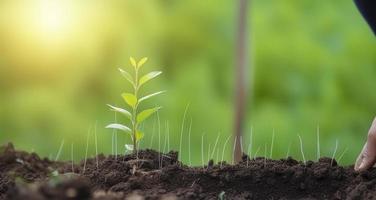 foto aan het doen csr door aanplant bomen, csr concept en bedrijf aanplant jonge boompjes van bomen, genereren ai