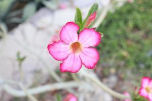 adenium zwaarlijvig binnen- planten, een mooi roze bloem ,landschap planten foto