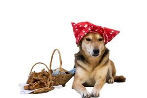 portret van een hond gekleed in een polka punt tulband voor de Argentijns nationaal vakantie. foto