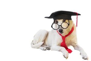 bastaard- hond met pet bril en diploma uitreiking diploma foto