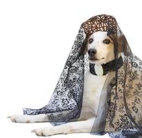 portret van een hond met kam en Spaans mantilla, Argentijns mei revolutie viering foto