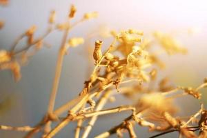 mooi droog wild bloemen gras in natuurlijk zonlicht Aan de vallei berg foto