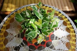 bloeiend epipremnum aureum planten in vaas decoratie Aan glas tafel met natuurlijk zonlicht foto