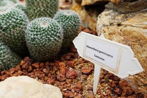 mammillaria geminispina cactaceae etiket in woestijn planten en cactus tuin foto