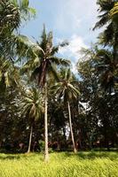 kokosnoot tuin met gras veld- Aan de koh lipe eiland in Thailand foto