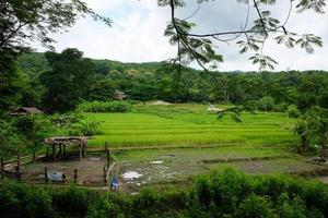 mooi landschap van vers groen rijst- velden Aan terrasvormig en rijst- plantages in zonlicht Bij Chiang Mai provincie , noorden van Thailand foto