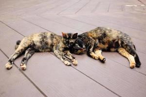 grijs gestreept paar katten genieten en slaperig Aan houten verdieping in tuin met natuurlijk zonlicht foto