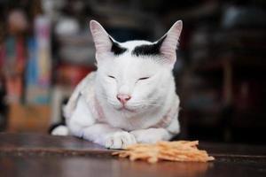 schattig Thais wit kat genieten voedsel en zittend Aan houten verdieping in huis met natuurlijk zonlicht. foto