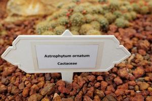 astrophytum ornatum cactaceae etiket in woestijn planten en cactus tuin foto