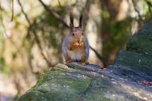 eekhoorn die een noot eet foto