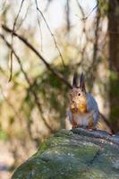 verticale weergave van een eekhoorn die een moer eet foto