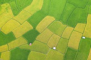 luchtfoto van het groene en gele rijstveld