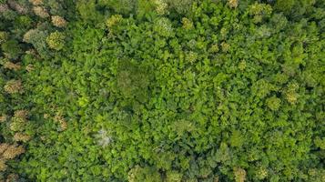luchtfoto bovenaanzicht van bos textuur achtergrond weergave van bovenaf
