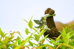 's Morgens thuis snoeien van sierbomen foto