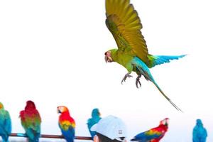 kleurrijk ara papegaai vliegend in helder blauw lucht achtergrond foto