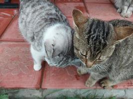 katten en katten leven in de buurt de huis foto