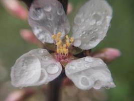 jong bloemen spruit in voorjaar foto