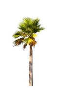 washingtonia robusta palm boom sier- planten mooi geïsoleerd Aan wit achtergrond foto