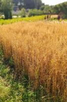 gouden haver veld. landschap van agrarisch gewassen in de oogst seizoen. foto